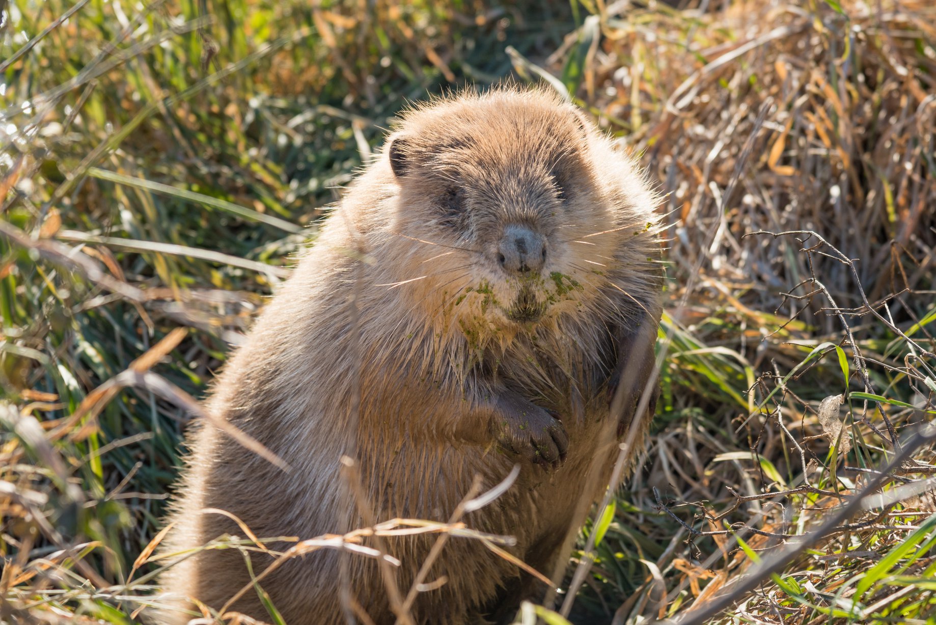 Wild Animals In Nebraska