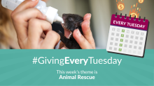 This week's #GivingEveryTuesday theme is Animal Rescues