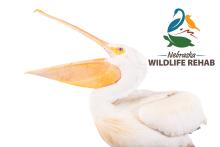 American White Pelican and NWR logo
